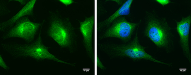 Anti-MyD88 antibody used in Immunocytochemistry/ Immunofluorescence (ICC/IF). GTX112986