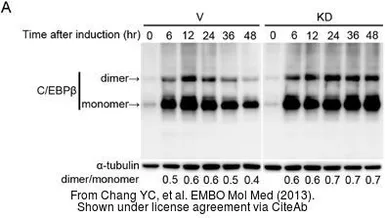 Anti-alpha Tubulin antibody [DM1A] used in Western Blot (WB). GTX11302