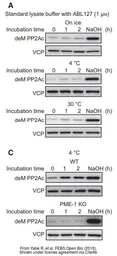 Anti-VCP antibody [N1N2], N-term used in Western Blot (WB). GTX113030