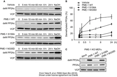 Anti-VCP antibody [N1N2], N-term used in Western Blot (WB). GTX113030