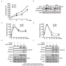 Anti-VCP antibody [N1N2], N-term used in Western Blot (WB). GTX113030