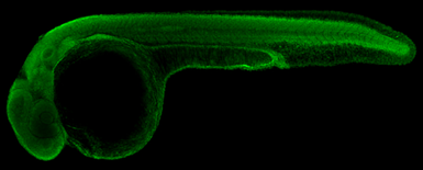 Anti-VCP antibody [N1N2], N-term used in IHC (Whole mount) (IHC-Wm). GTX113030