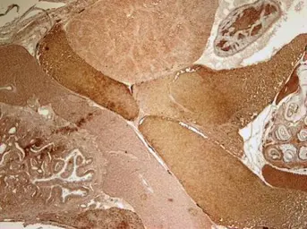 Anti-VCP antibody [N1N2], N-term used in IHC (Paraffin sections) (IHC-P). GTX113030