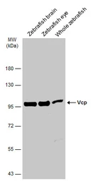 Anti-VCP antibody [N1N2], N-term used in Western Blot (WB). GTX113030
