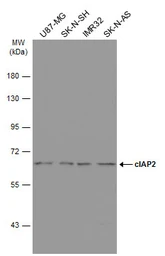 Anti-cIAP2 antibody [C1C3] used in Western Blot (WB). GTX113128