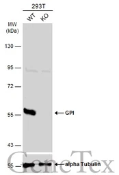 Anti-GPI antibody used in Western Blot (WB). GTX113203