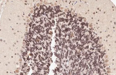 Anti-PAX6 antibody used in IHC (Paraffin sections) (IHC-P). GTX113241