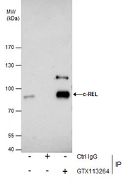 Anti-c-Rel antibody [N1N3] used in Immunoprecipitation (IP). GTX113264