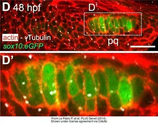 Anti-gamma Tubulin antibody used in IHC (Whole mount) (IHC-Wm). GTX113286