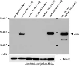 Anti-gamma Tubulin antibody used in Western Blot (WB). GTX113286