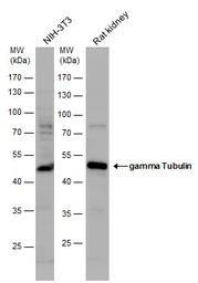 Anti-gamma Tubulin antibody used in Western Blot (WB). GTX113286
