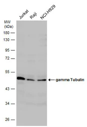 Anti-gamma Tubulin antibody used in Western Blot (WB). GTX113286