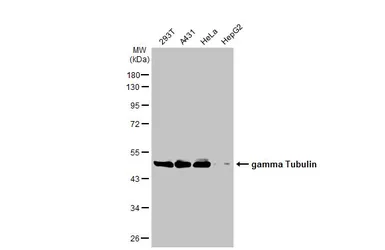 Anti-gamma Tubulin antibody used in Western Blot (WB). GTX113286