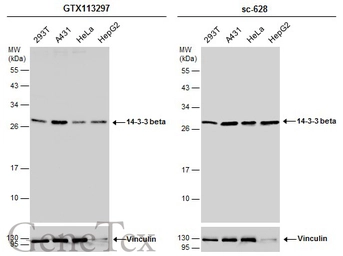 Anti-14-3-3 beta antibody [N1C3] used in Western Blot (WB). GTX113297