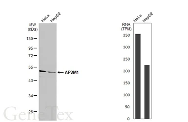 Anti-AP2M1 antibody used in Western Blot (WB). GTX113332