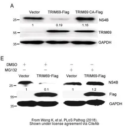 Anti-Dengue virus Type 2 NS4B protein antibody used in Western Blot (WB). GTX113374