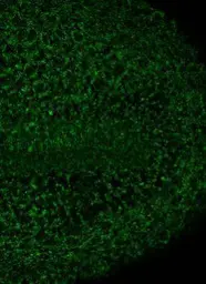 Anti-ALDH2 antibody [N1C1] used in IHC (Whole mount) (IHC-Wm). GTX113379
