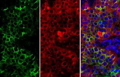 Anti-CD73 antibody [N1N3] used in IHC (Paraffin sections) (IHC-P). GTX113509