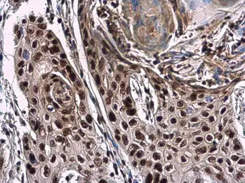 Anti-NuMA antibody [N1], N-term used in IHC (Paraffin sections) (IHC-P). GTX113510