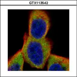 Anti-RPS6 antibody used in Immunocytochemistry/ Immunofluorescence (ICC/IF). GTX113542