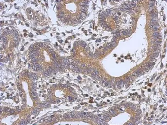 Anti-RPS6 antibody used in IHC (Paraffin sections) (IHC-P). GTX113542