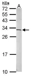 Anti-RPS6 antibody used in Western Blot (WB). GTX113542