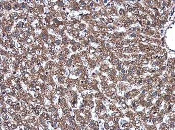 Anti-Syntaxin 1a antibody used in IHC (Paraffin sections) (IHC-P). GTX113559