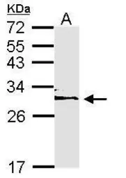 Anti-14-3-3 epsilon antibody [N2C3] used in Western Blot (WB). GTX113576