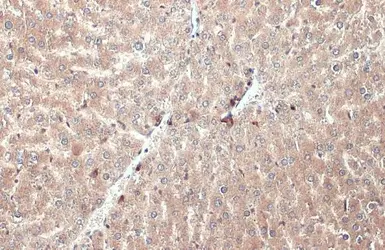 Anti-Apolipoprotein H antibody [N1C2] used in IHC (Paraffin sections) (IHC-P). GTX113627