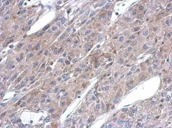 Anti-ASL antibody used in IHC (Paraffin sections) (IHC-P). GTX113629
