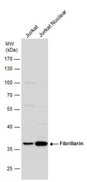 Anti-Fibrillarin antibody used in Western Blot (WB). GTX113684