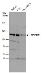 Anti-MLK1 antibody used in Western Blot (WB). GTX113777
