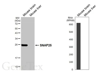 Anti-SNAP25 antibody used in Western Blot (WB). GTX113839