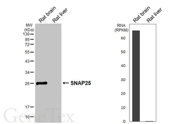 Anti-SNAP25 antibody used in Western Blot (WB). GTX113839