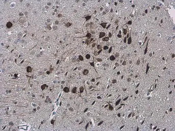 Anti-NOL3 antibody used in IHC (Paraffin sections) (IHC-P). GTX113889