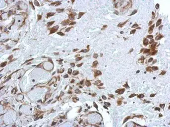 Anti-PABP antibody used in IHC (Paraffin sections) (IHC-P). GTX113954