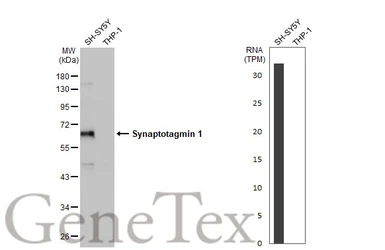 Anti-Synaptotagmin 1 antibody [N1C2] used in Western Blot (WB). GTX114124