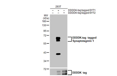Anti-Synaptotagmin 1 antibody [N1C2] used in Western Blot (WB). GTX114124