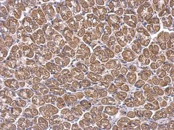 Anti-ACAA1 antibody used in IHC (Paraffin sections) (IHC-P). GTX114229
