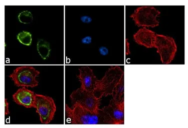 Anti-SNTB2 antibody [1351] used in Immunocytochemistry/ Immunofluorescence (ICC/IF). GTX11425