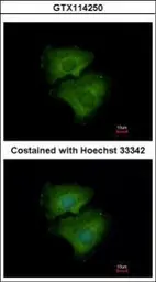 Anti-ALPPL2 antibody used in Immunocytochemistry/ Immunofluorescence (ICC/IF). GTX114250