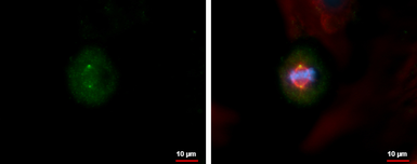 Anti-Centrin 3 antibody used in Immunocytochemistry/ Immunofluorescence (ICC/IF). GTX114317