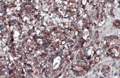 Anti-COX4 antibody used in IHC (Paraffin sections) (IHC-P). GTX114330