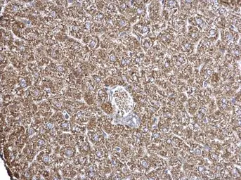 Anti-ECHS1 antibody used in IHC (Paraffin sections) (IHC-P). GTX114375