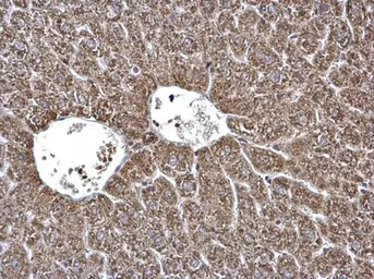 Anti-ECHS1 antibody [N1C2] used in IHC (Paraffin sections) (IHC-P). GTX114376