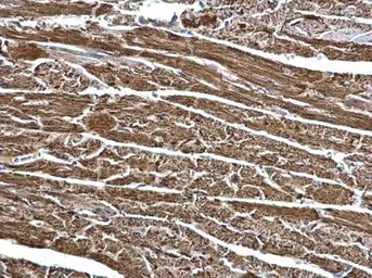 Anti-ECHS1 antibody [N1C2] used in IHC (Paraffin sections) (IHC-P). GTX114376
