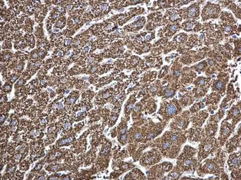 Anti-ECHS1 antibody [N1C2] used in IHC (Paraffin sections) (IHC-P). GTX114376