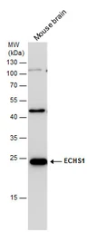 Anti-ECHS1 antibody [N1C2] used in Western Blot (WB). GTX114376