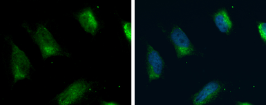 Anti-FACL4 antibody [N1N3] used in Immunocytochemistry/ Immunofluorescence (ICC/IF). GTX114399