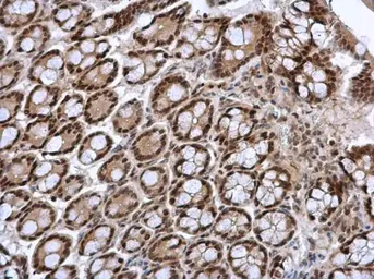 Anti-FOXI1 antibody [N2C3] used in IHC (Paraffin sections) (IHC-P). GTX114408